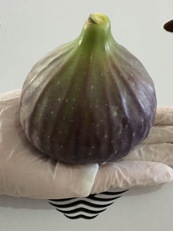 Siyah incir (Black fig)
